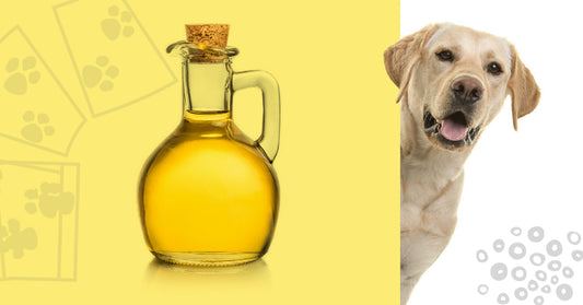 Aceite de Oliva para perros. Descubre los 5 beneficios