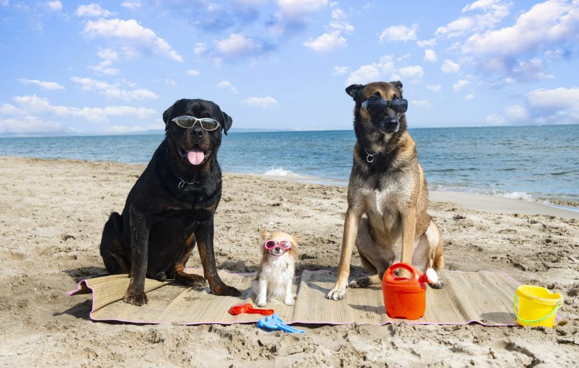 Golpe de calor en perros: 7 consejos para prevenirlo