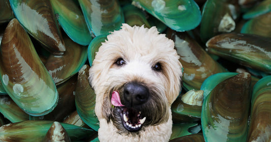 Mejillón de Labios Verdes para perros, ¿por qué es beneficioso?